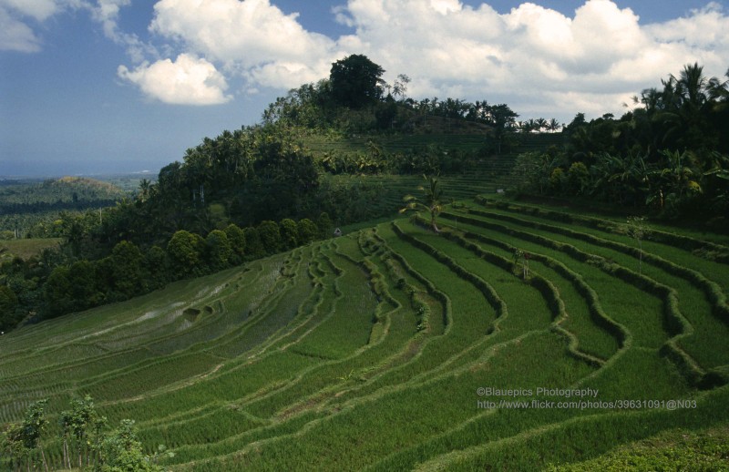 Doc la cuoc song o thien duong du lich Bali nam 1991 (2)-Hinh-4