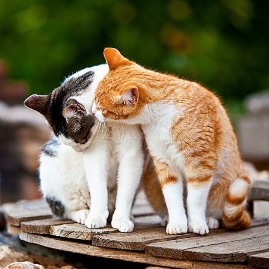 Con mèo: Hãy cùng khám phá những hình ảnh dễ thương của con mèo và những trò đùa ngộ nghĩnh với chúng. Những con mèo đáng yêu sẽ làm cho ngày của bạn trở nên tươi vui hơn.