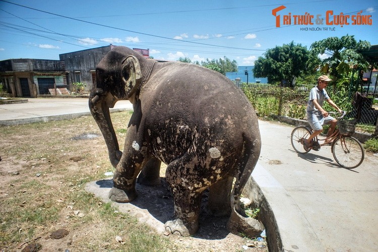 Soi “vo chong” voi ngan tuoi vua duoc cong nhan la Bao vat quoc gia-Hinh-3