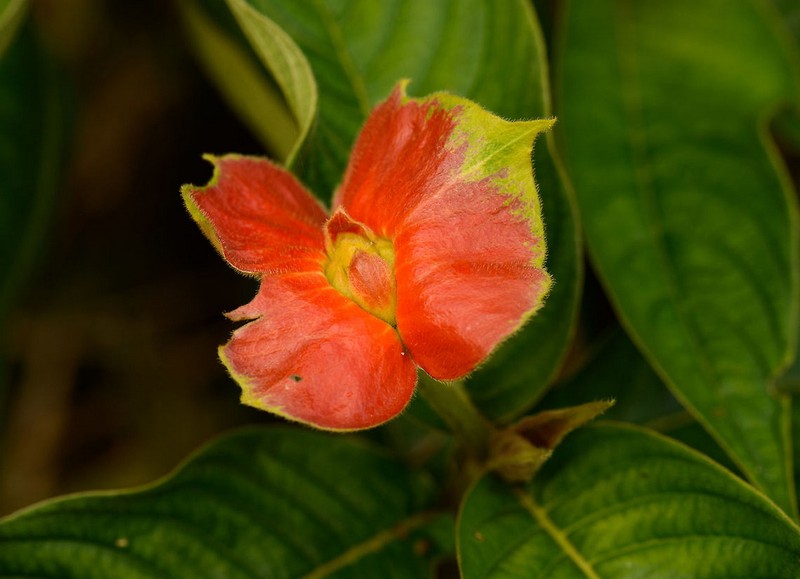 Ngam loai cay “khieu goi” nhat the gioi, chi co o chau My-Hinh-10