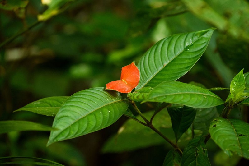 Ngam loai cay “khieu goi” nhat the gioi, chi co o chau My-Hinh-9