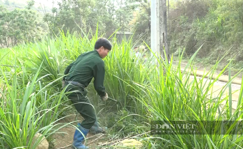 Nuoi thap cam, la liet cac loai con dac san, thu gan nua ty/nam-Hinh-3