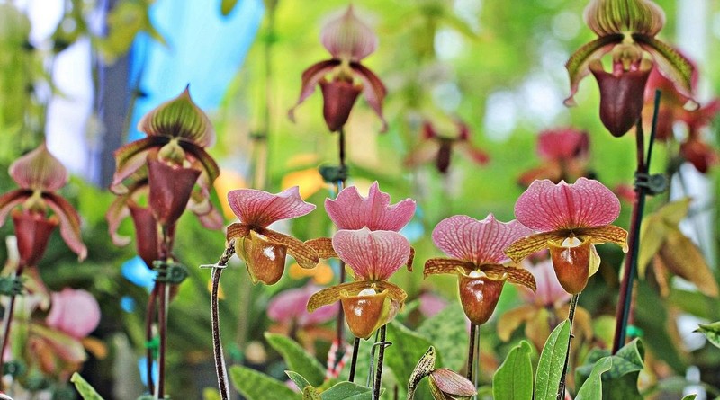 Top 30 loai hoa phong lan dep va doc la nhat the gioi (2)-Hinh-6