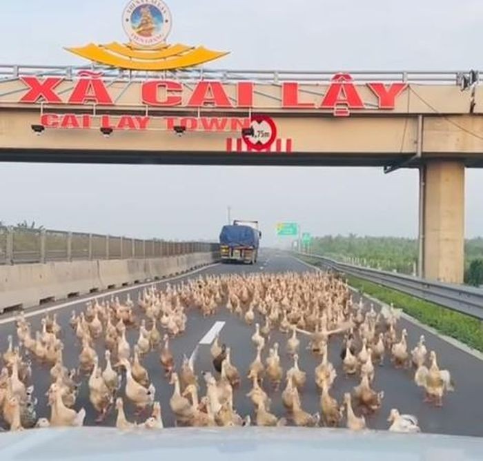 Dan vit hang tram con 'dai nao' duong cao toc Trung Luong - My Thuan