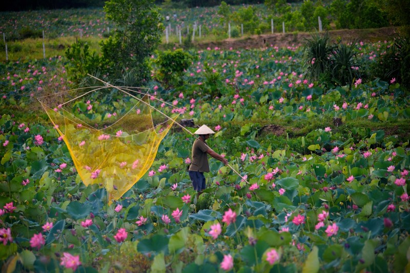 Ve dep lung linh cua dam sen Tra Ly, Duy Xuyen-Hinh-12