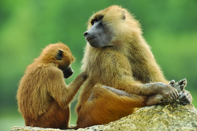 Nhung loai khi noi tieng nhat chau Phi: Co loai khuon mat cuc di-Hinh-10