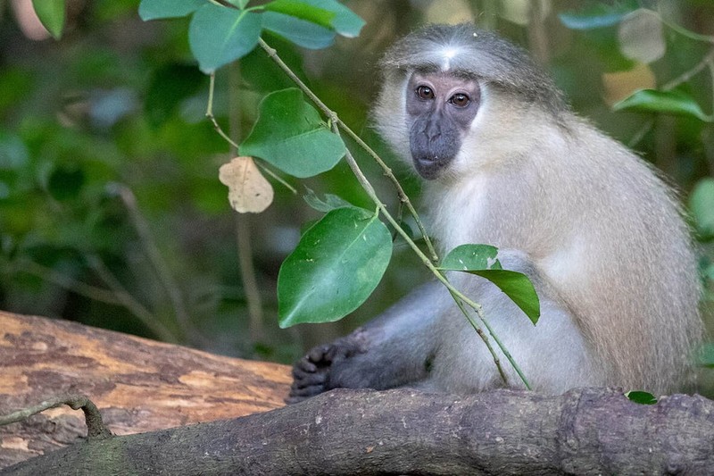 Top loai khi noi tieng nhat chau Phi: Mot loai co bo rau cuc la-Hinh-10