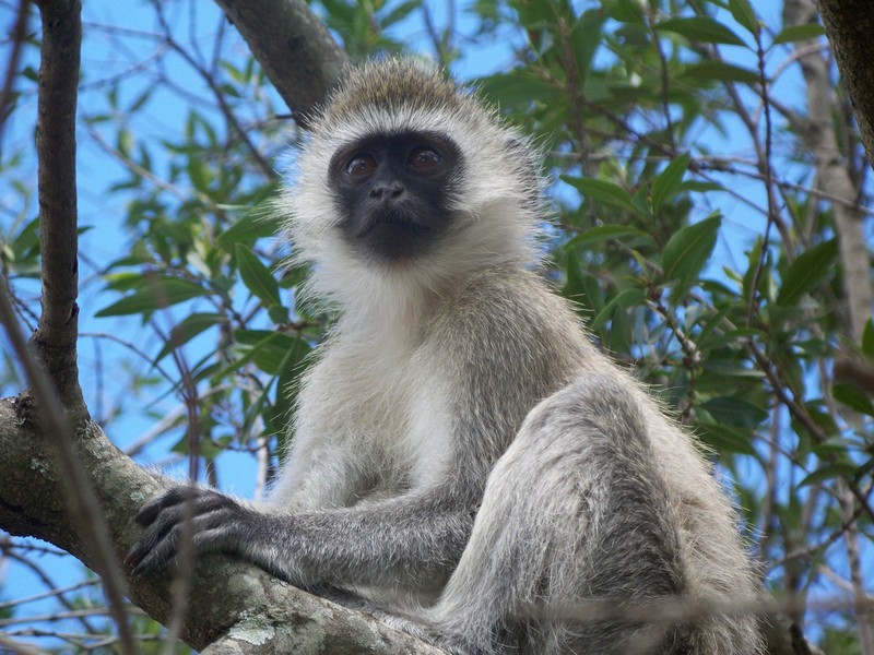 Top loai khi noi tieng nhat chau Phi: Mot loai co bo rau cuc la-Hinh-2