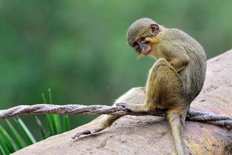 Top loai khi noi tieng nhat chau Phi: Mot loai co bo rau cuc la