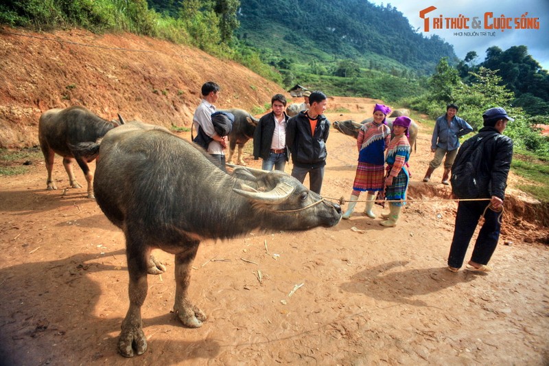 Ve dep dam say long nguoi cua cung duong Muong Khuong - Bac Ha-Hinh-11