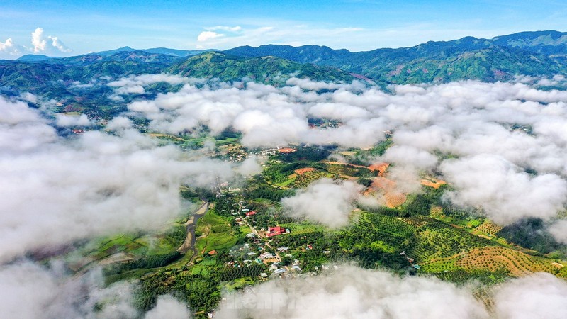 Nong dan 'hai ra tien' nho gia sau rieng phi ma