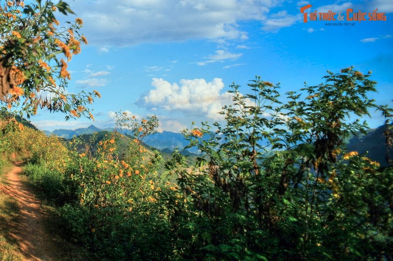 Lac loi trong sac hoa da quy o noi phong canh dep nhat Viet Nam-Hinh-4