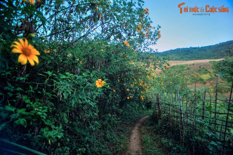 Lac loi trong sac hoa da quy o noi phong canh dep nhat Viet Nam-Hinh-5