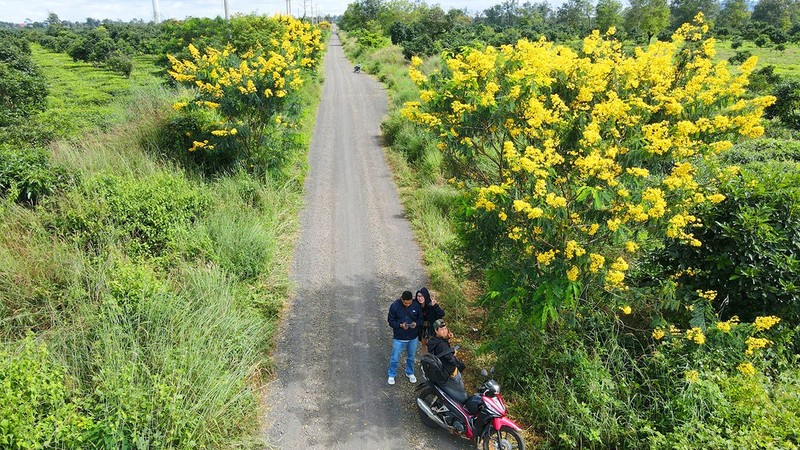 Ngam hoa muong vang tren doi che tram tuoi o Gia Lai-Hinh-2