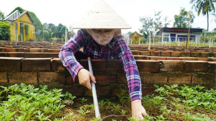 Mua hoa Tet 2024: Nong dan phap phong lo hoa e