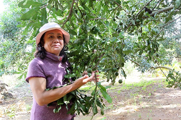 Vuon rong trong loai cay ra “nu hoang qua kho”, san luong “khung” nhat Lam Dong