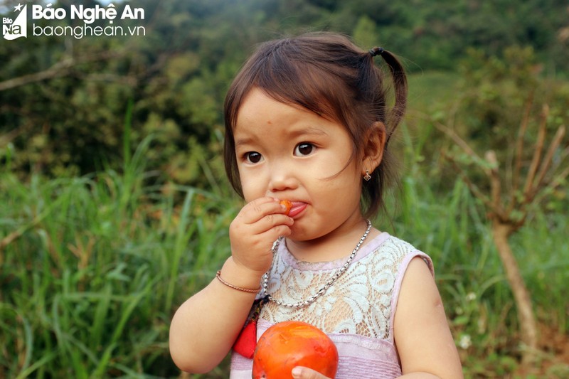 Can canh loai qua ngon, mem, chin mong do treo la liet tren cay-Hinh-6