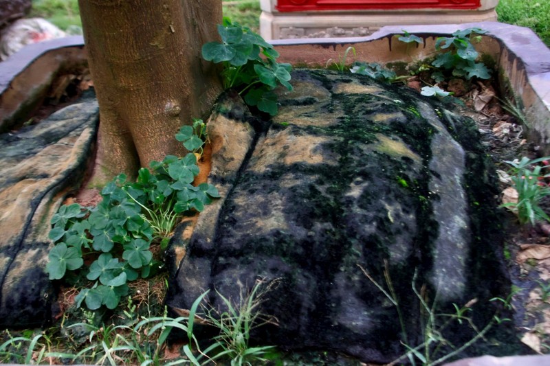 Kinh te kho khan, buoi bonsai ban cham, quat canh “len ngoi”-Hinh-5