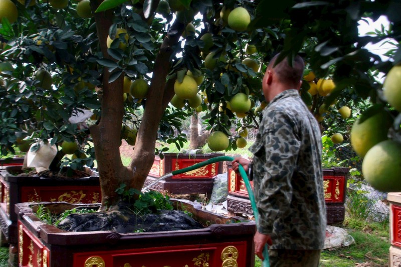 Kinh te kho khan, buoi bonsai ban cham, quat canh “len ngoi”-Hinh-6