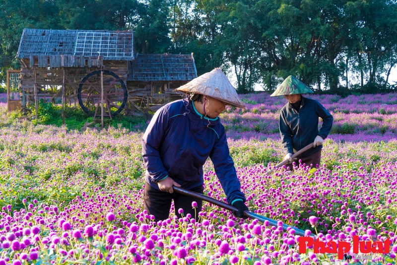 Dep mo mang vuon cuc bach nhat lon nhat Ha Noi-Hinh-6