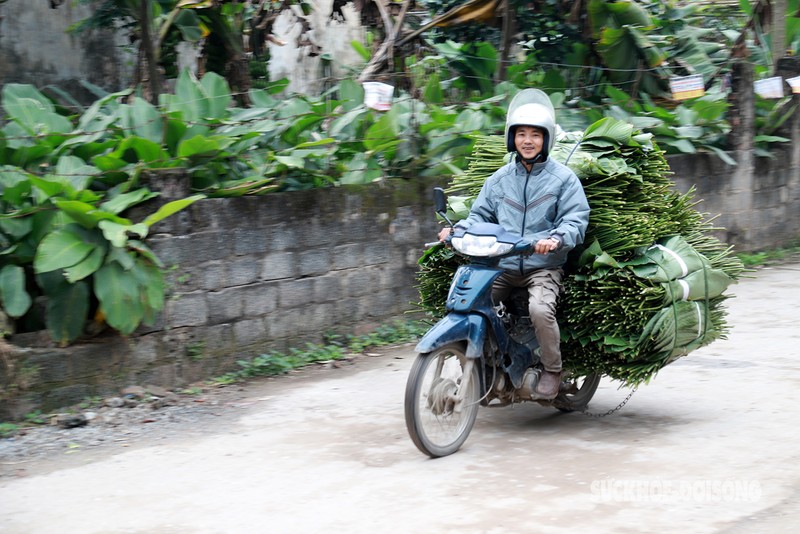 Nguoi dan Trang Cat tat bat 'hai la dem tien' nhung ngay giap Tet-Hinh-12