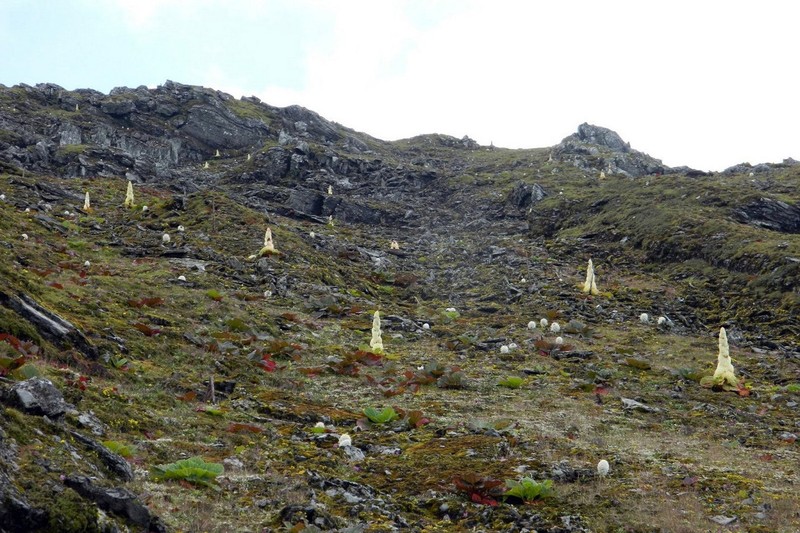 Su that bat ngo loai cay “400 nam no hoa mot lan” tren Himalaya-Hinh-10