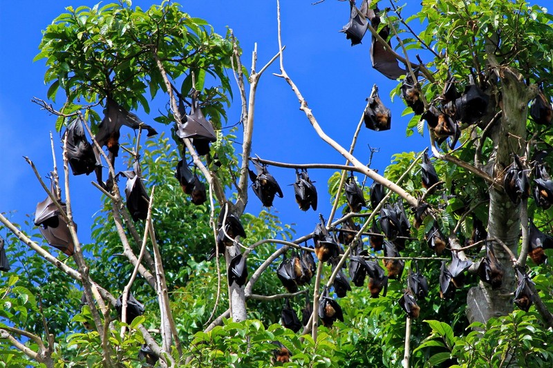 Can canh loai “cao biet bay” to hang top the gioi cua Viet Nam-Hinh-5