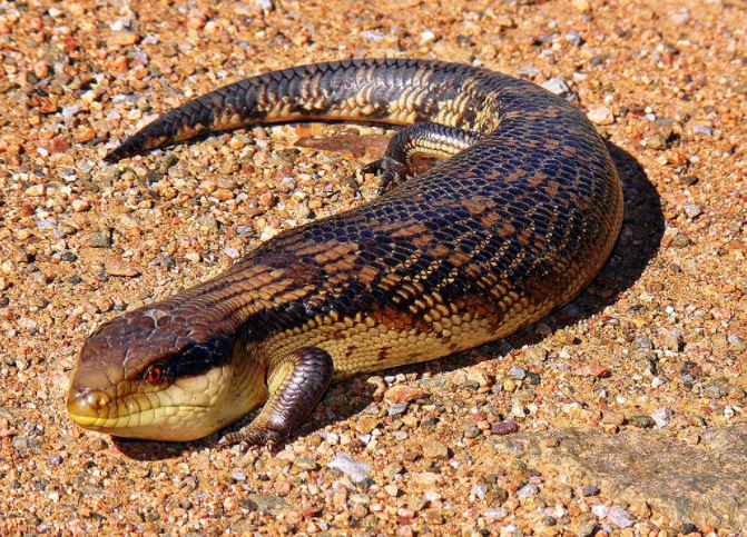 Sinh vat huyen bi Tsuchinoko khien nguoi Nhat dien dao la con gi?-Hinh-9