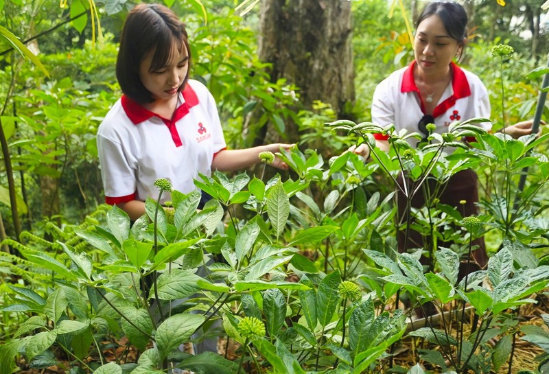 Can canh loai cay “than duoc” cua Viet Nam ca the gioi san lung-Hinh-10