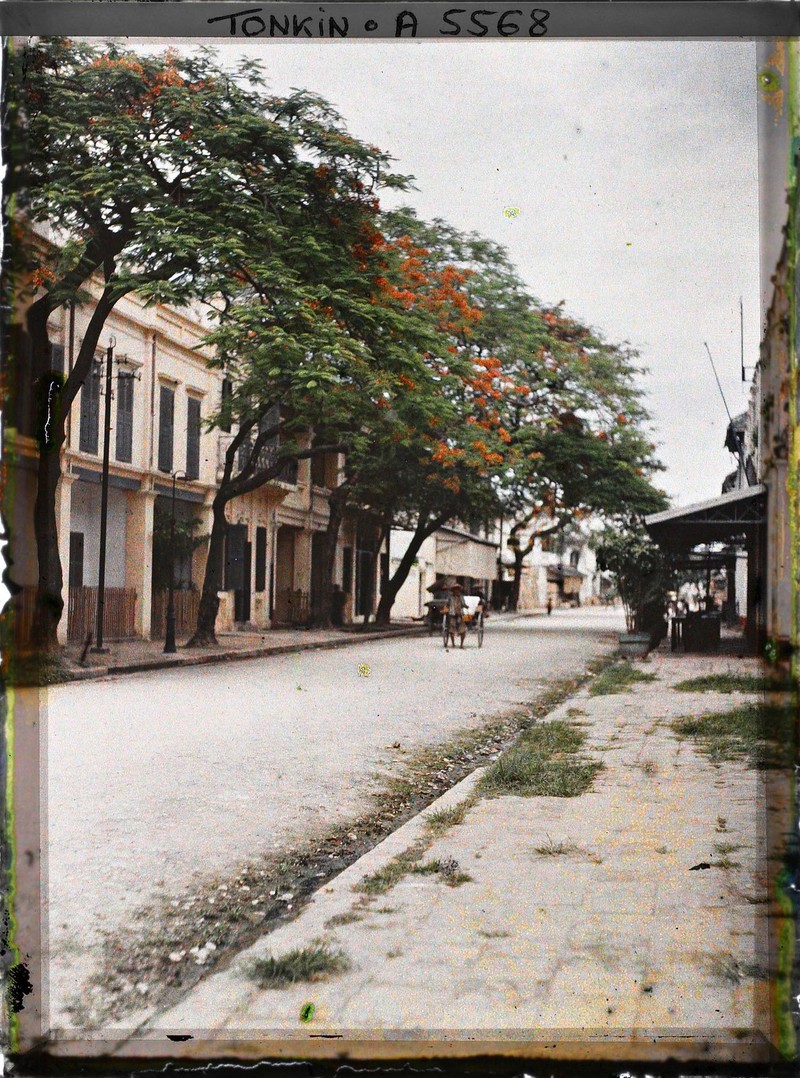 Hoa phuong do ruc pho phuong Ha Noi trong anh mau nam 1915-Hinh-2