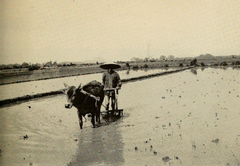 Hinh doc ve doi song o Viet Nam trong cuon sach in nam 1944-Hinh-4