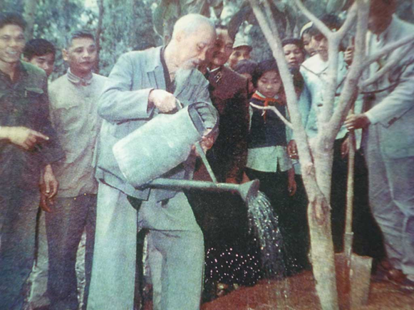 Chuyen ve cay da Bac Ho trong o xa Dong Hoi, Ha Noi nam 1965-Hinh-2