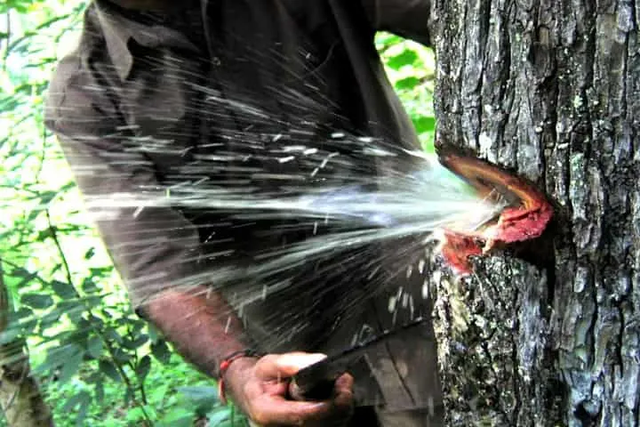 Cay doc la bac nhat hanh tinh, ben trong co ca ho phun nuoc-Hinh-3