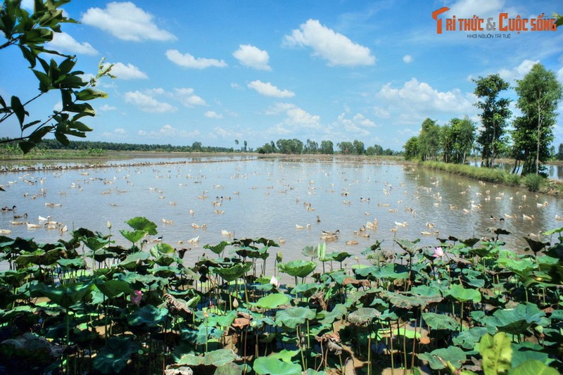 Nhung tiet lo bat ngo ve ten goi dia danh Dong Thap Muoi