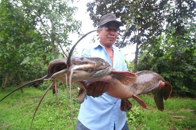 5 'quai ngu' tung lot luoi ngu dan Viet, gay chan dong-Hinh-2