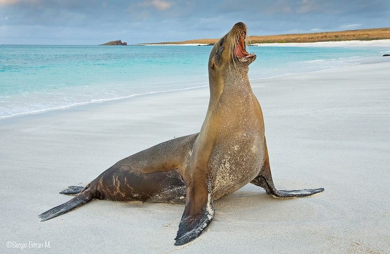 Top 10 loai dong vat ky la, dac huu cua quan dao Galapagos-Hinh-8