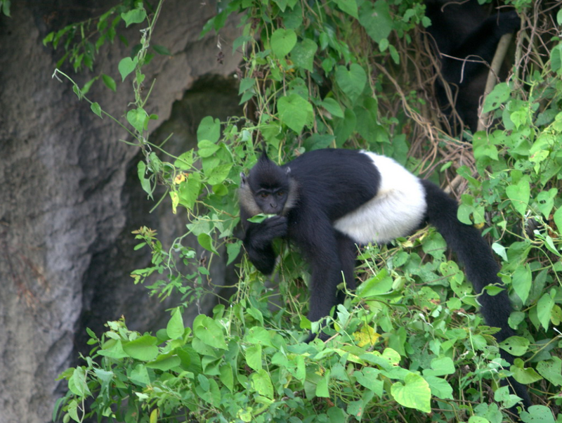 Ngoai Xuan Lien, Thanh Hoa con so huu Vuon quoc gia nao?-Hinh-4