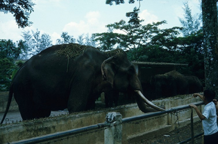 Sai Gon 62 nam truoc trong loat anh hiem cua nguoi My-Hinh-8