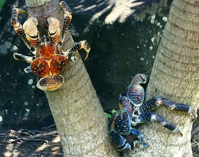Can canh loai cua khong lo dang so, bi nghi doat ca mang nguoi-Hinh-8