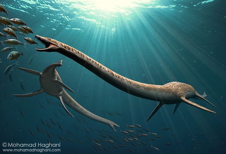 Rung minh sinh vat khong lo co that, nguyen mau quai vat ho Loch Ness-Hinh-5