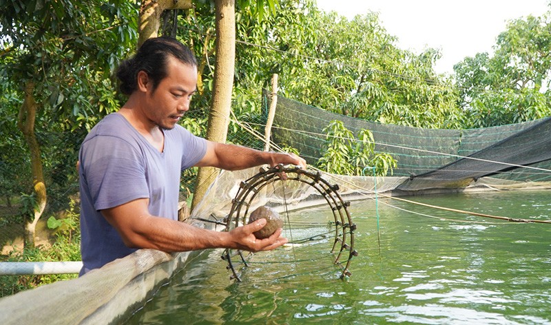 Dong Thap: Nuoi thanh cong thu “ca nha giau”, ban 500.000 dong/kg