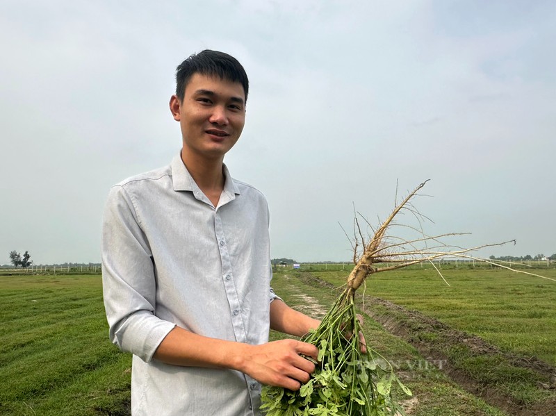 Trong sam “tien vua”, nong dan Ha Tinh bo tui hon 700 trieu