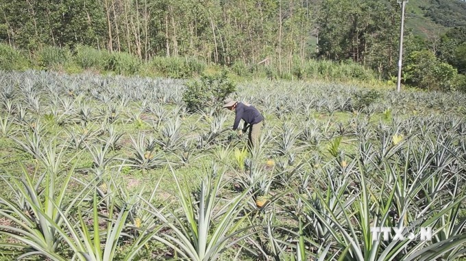 Nong dan Quang Ngai kha gia nho loai cay he chin la thom