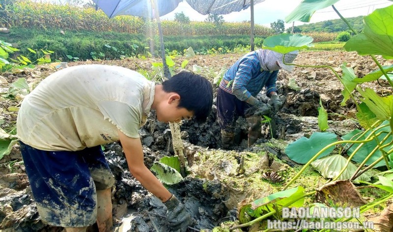 Loai cu quy nhu sam, giup nong dan Lang Son kha len trong thay-Hinh-2