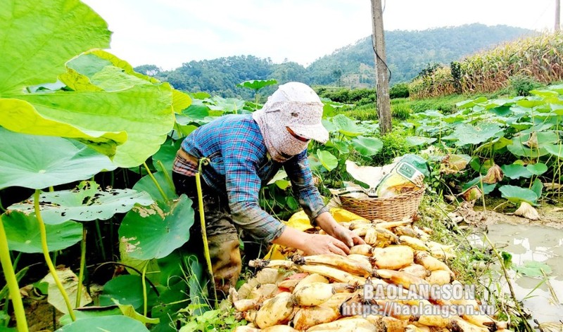 Loai cu quy nhu sam, giup nong dan Lang Son kha len trong thay-Hinh-3