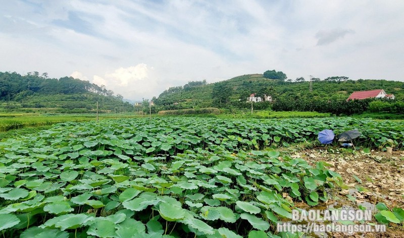 Loai cu quy nhu sam, giup nong dan Lang Son kha len trong thay