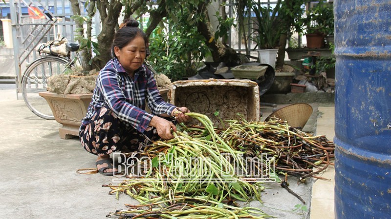 Trong loai cay “dac san, nong dan Nam Dinh co cua an cua de-Hinh-2