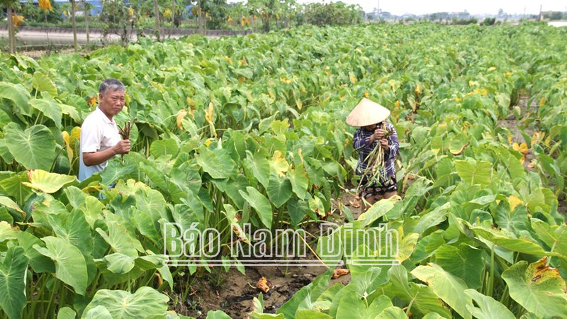 Trong loai cay “dac san, nong dan Nam Dinh co cua an cua de