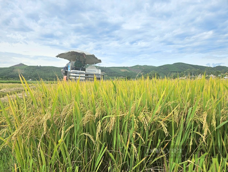 Nong dan Quang Binh gat lua ban ngay tai ruong voi gia cao