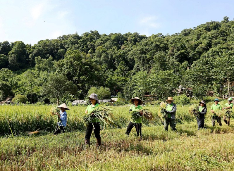 Bo doi Bien phong loi ruong gat lua ‘chay bao’ so 3 giup dan-Hinh-4